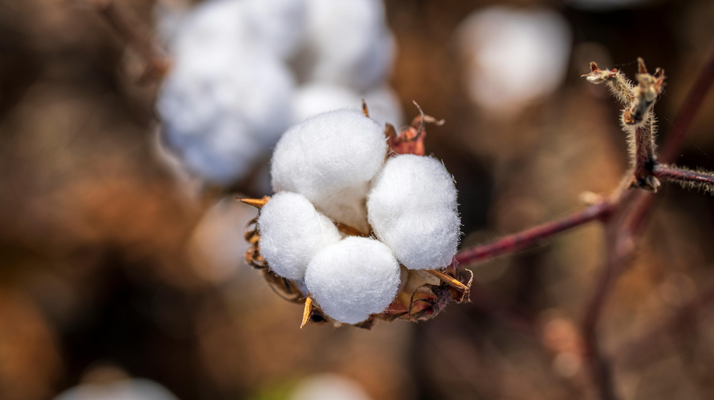 La Fleur de Coton : Une Source d’Inspiration pour Christophe Paul Dreyfus